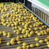 апельсин Мандарин Лимон Грейпфрут 0.60 $ в Турции 11